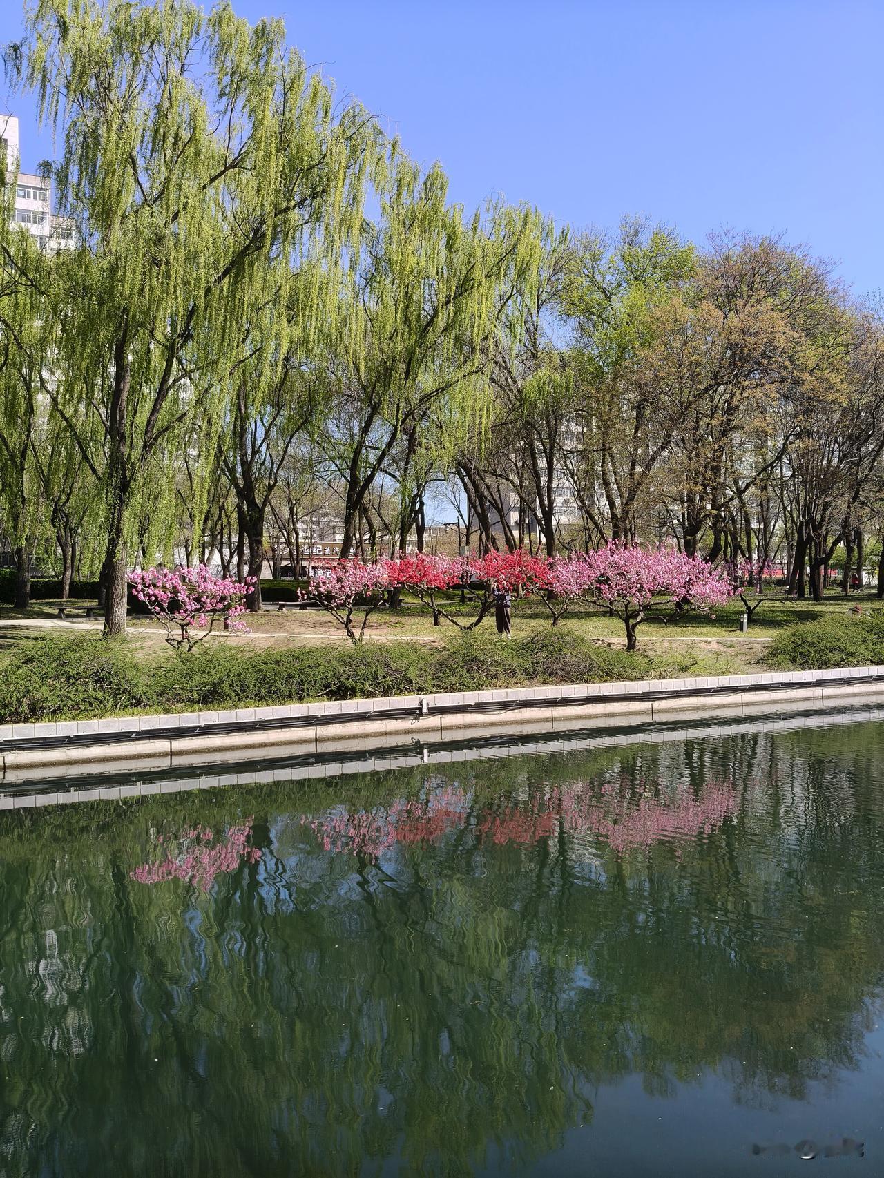 春始至今，我家附近的元大都遗址公园，那美丽的小月河畔，每日都呈现着崭新的变化。