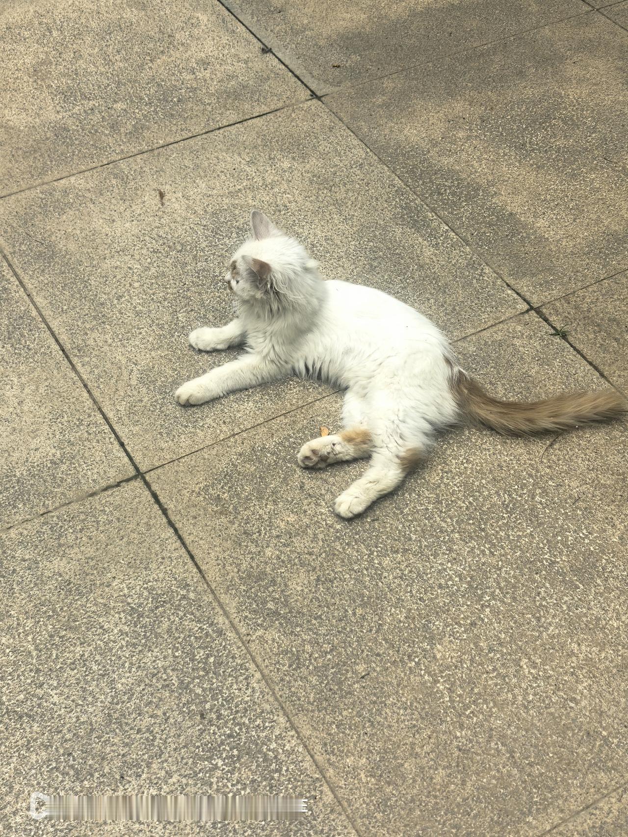 现在的流浪猫根本就不怕人，还哪人多专门往哪儿溜达。早晨，和爱人在小区的小广场