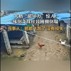 “解释不清了！”16日报道，村民养的大鹅不好好待着，偏对大棚支撑柱“死磕”，天