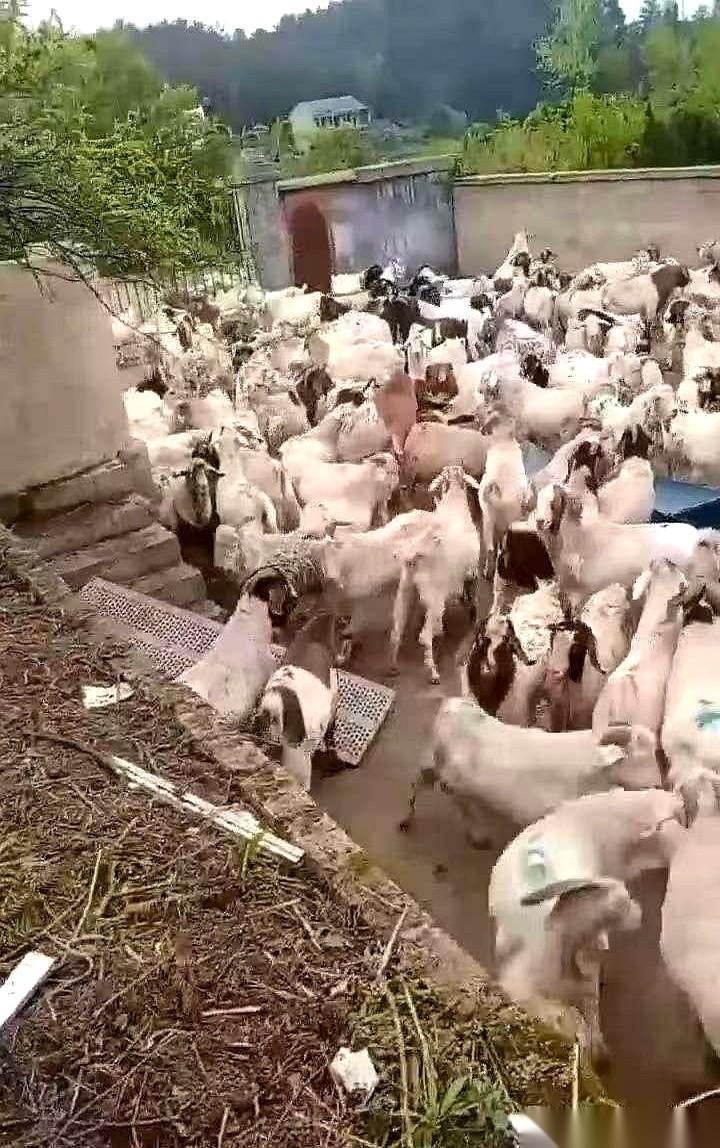 贷款买543只羊，不到半年，只剩120只。你猜怎么着？不是狼干的，是“熟人”