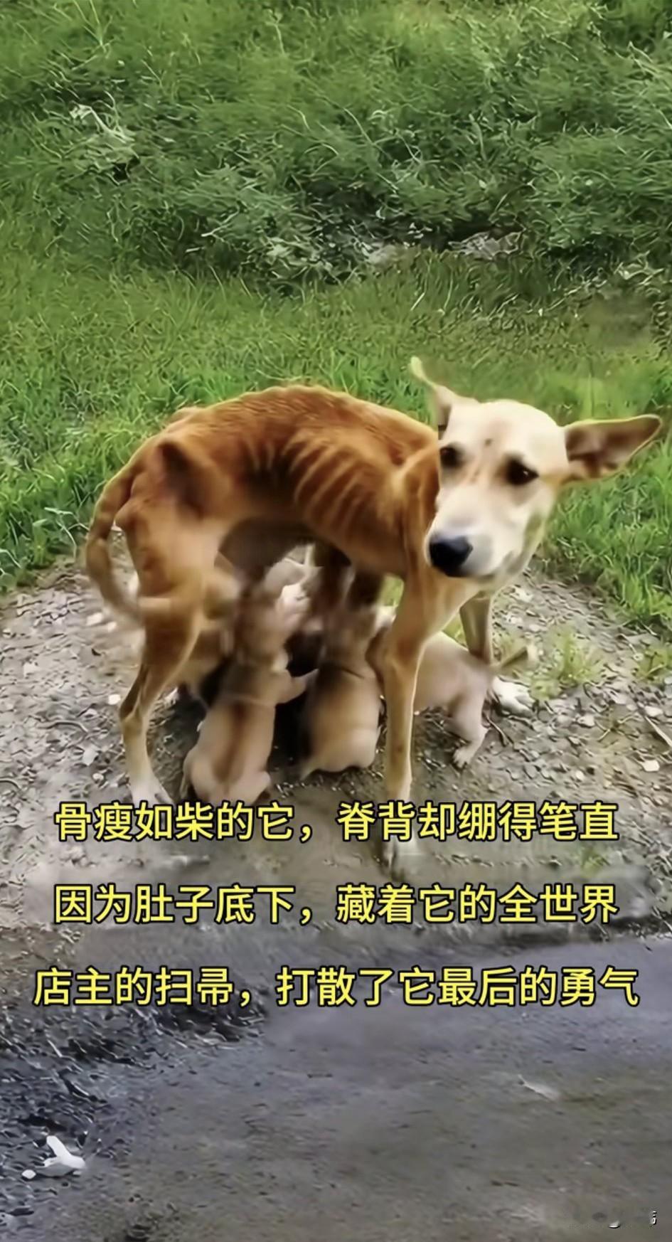 泪目了！一只骨瘦如柴的狗妈妈一直风餐露宿的流浪，后来它生下了五只小奶狗，它的状态