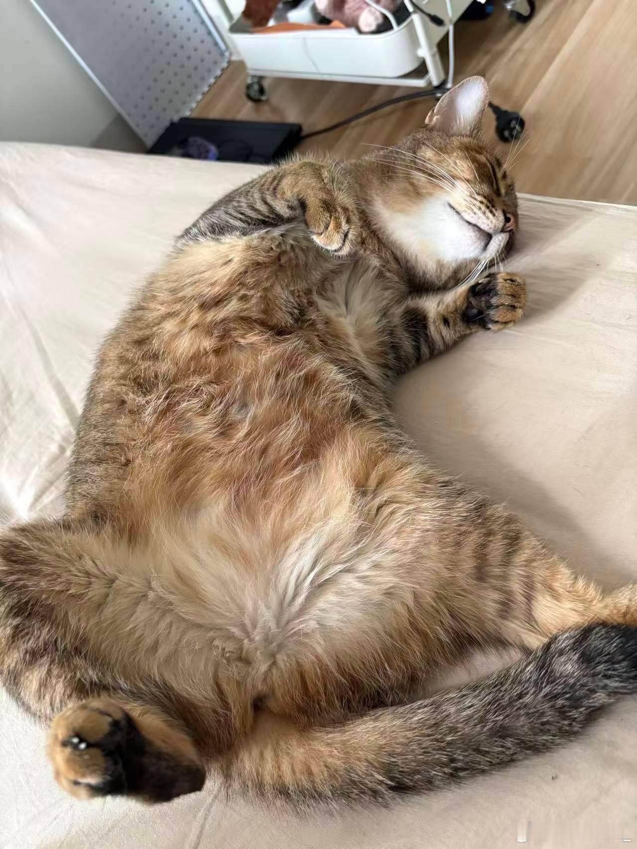 小猫每天睡16小时凭睡姿出圈不是说猫都要守护主人的吗？怎么我都起来了，我的猫还