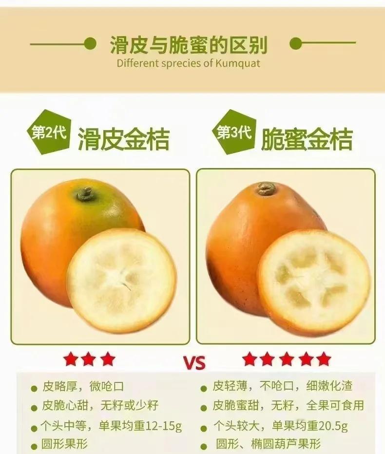 一碗橘子生姜水，堪称天然清肠剂，便秘没了，腰腹赘肉悄悄消！秋冬吃橘子正当时