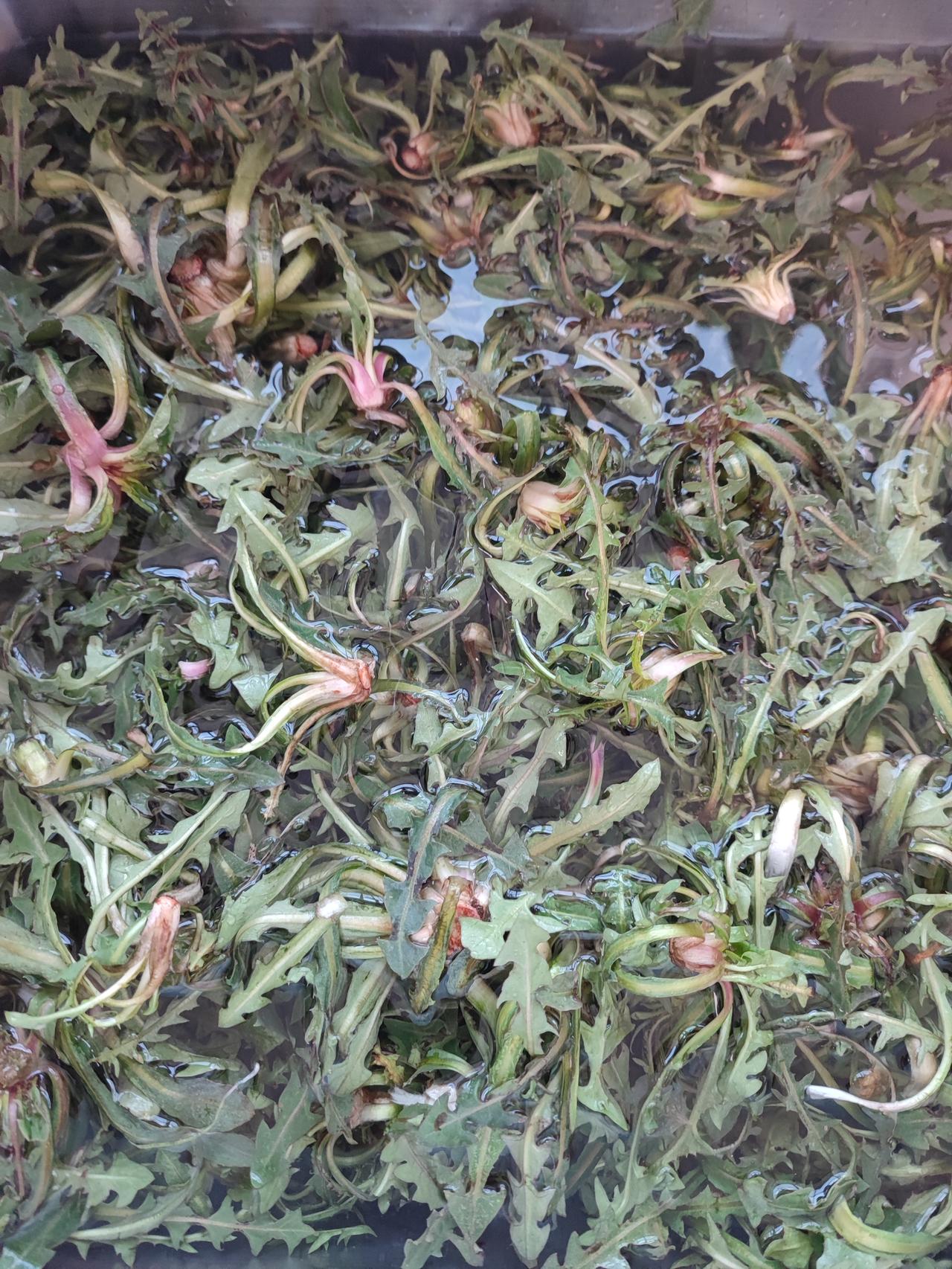 春季第一鲜美味营养多！春季蒲公英太多了，又鲜又嫩味道又好，对人身体好处多