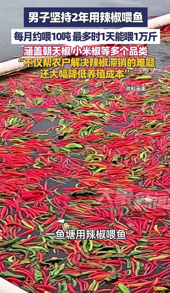 湖南大哥太会了！坚持2年用辣椒喂鱼，每月10吨，鱼还越养越壮湖南长沙一位鱼塘主