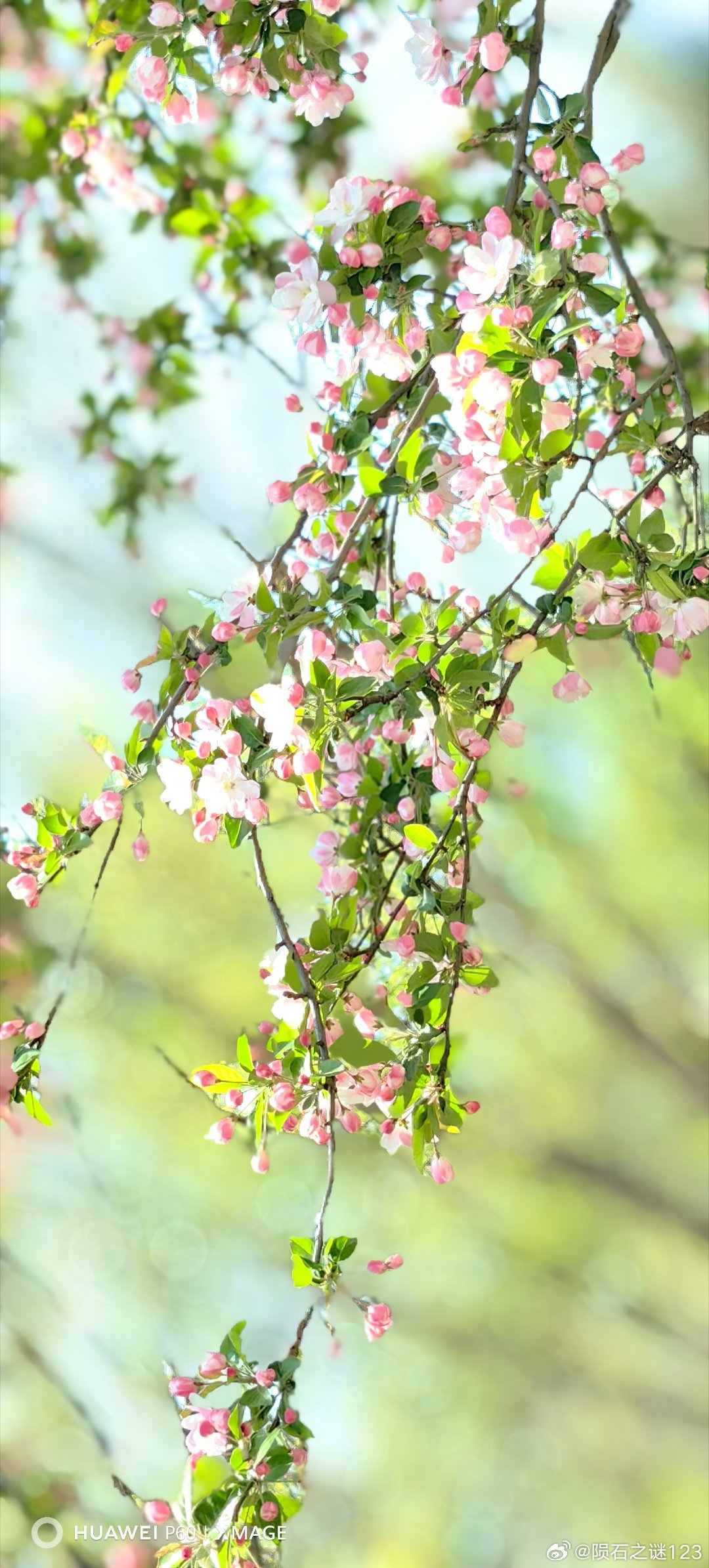 故宫春日壁纸又上新了故宫壁纸外溢了。海棠东风袅袅泛崇光，香雾
