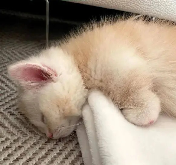 好可爱的睡姿猫咪的心思都写在脸上了