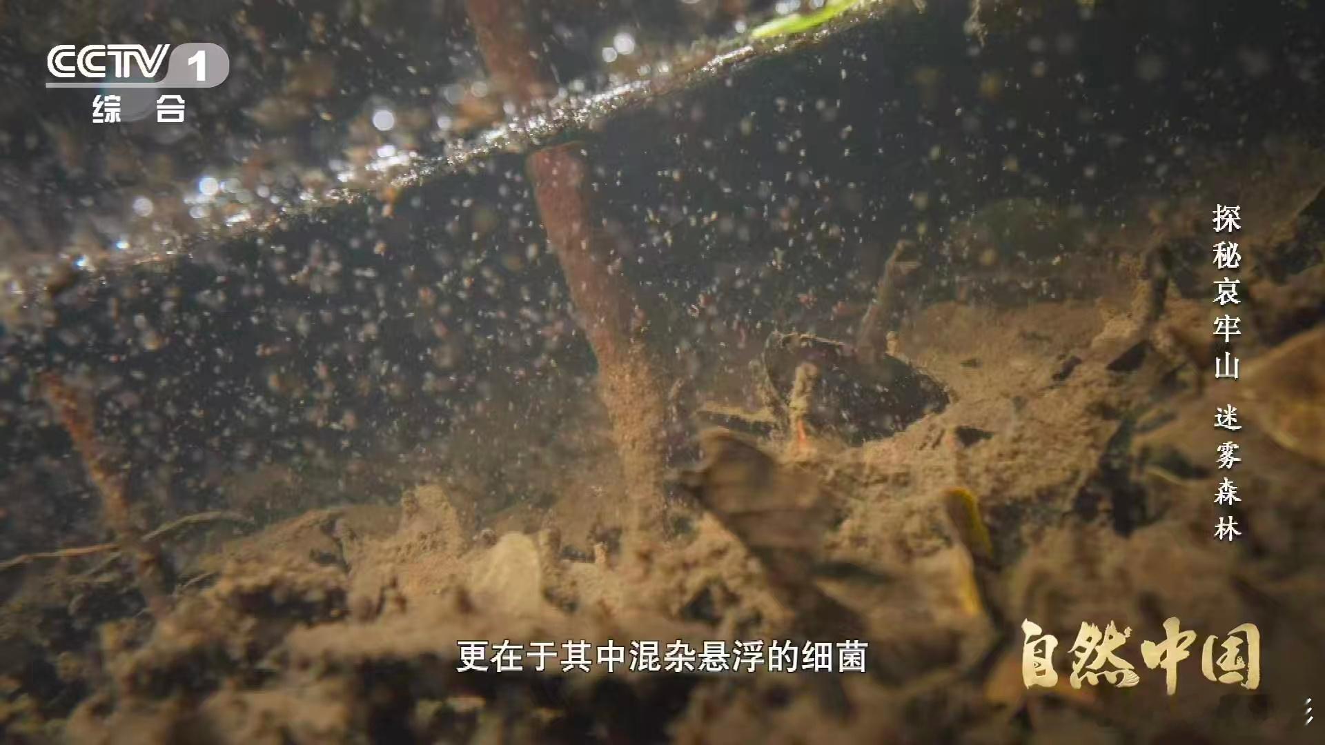 武侠小说的瘴气竟真实存在瘴气成分被测出来了哀牢山这波科普给我看愣住了，瘴气不光