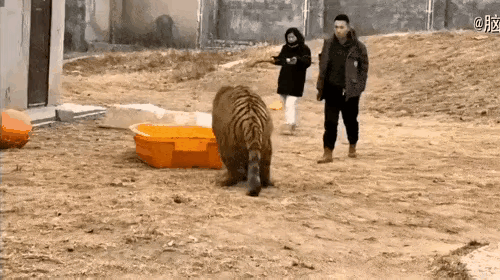 这老虎喂的真是够胖的了，和这两个人也非常的熟悉，这两个人一点也不害怕它，但是隔着