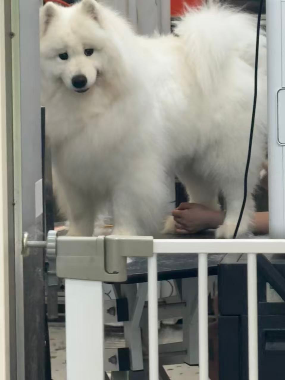 以前没有人觉得猪毛很多吧……再回头一看……​​​