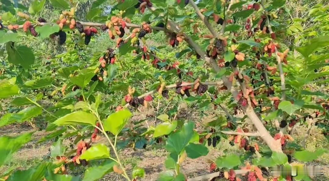 今日的欢愉，皆是桑果园所赋予的！那一整片桑树上，果实累累，红的、紫的果实簇拥