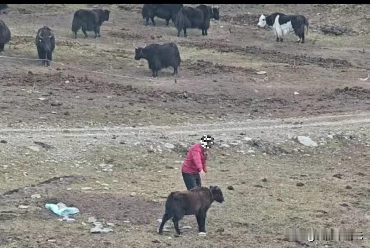 青海警方破获非法收购野牦牛大案，2人落网！近日，格尔木公安通过精准研判，成功