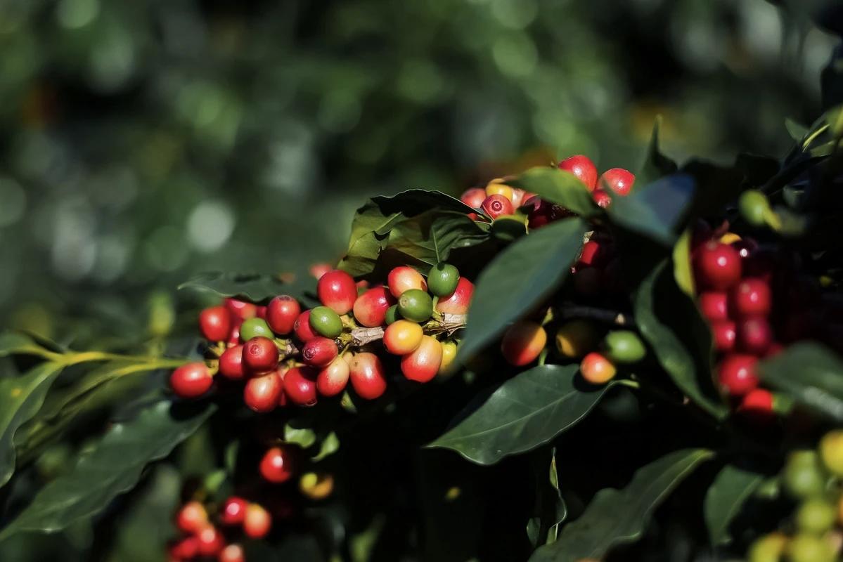 中国🇨🇳人自己的咖啡