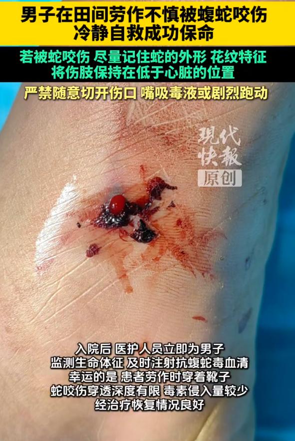遇事见真章！江苏盱眙，一50多岁男子在水田插秧时，小腿突然一阵刺痛——低头一看，