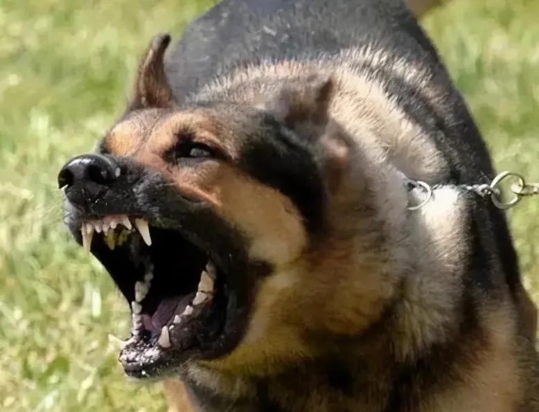 家里横、外面怂的狗我家这条狗，真是让人又气又笑。对着家里人那叫一个威风，呲牙咧