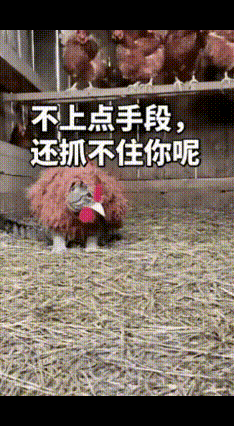 鸡舍频遭黄鼠狼偷袭，主人出“奇招”：给猫披鸡皮，上演“请君入瓮”！鸡舍接连