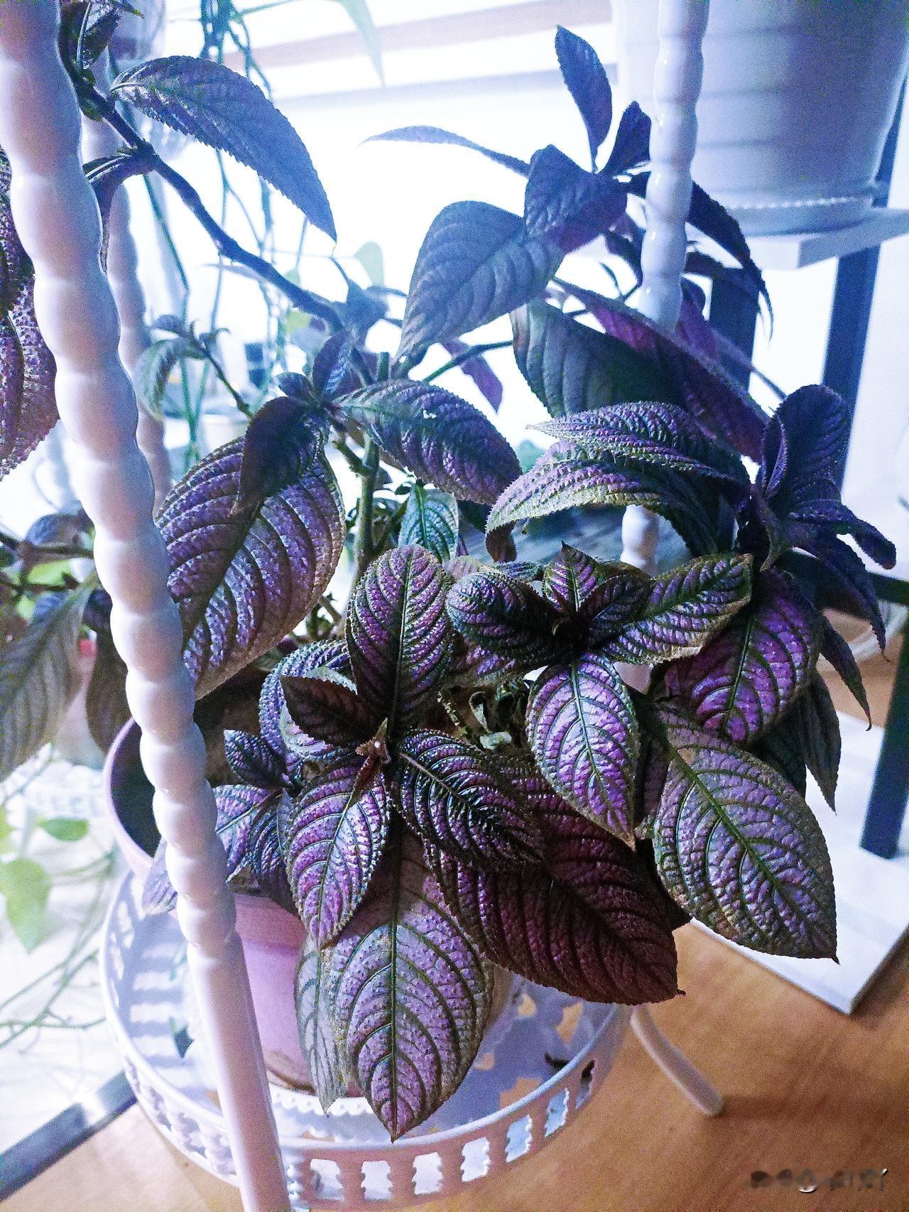 友友们这是个啥花我老公是不是被骗了啊是不是商家喷了什么染色剂，这盆花叶子紫紫