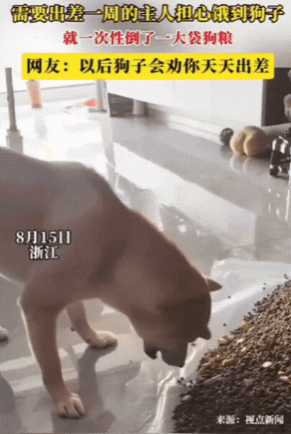 “笑不活了！”浙江，狗主人需要出差一周，担心饿到狗子，灵机一动，竟然选择一次性倒