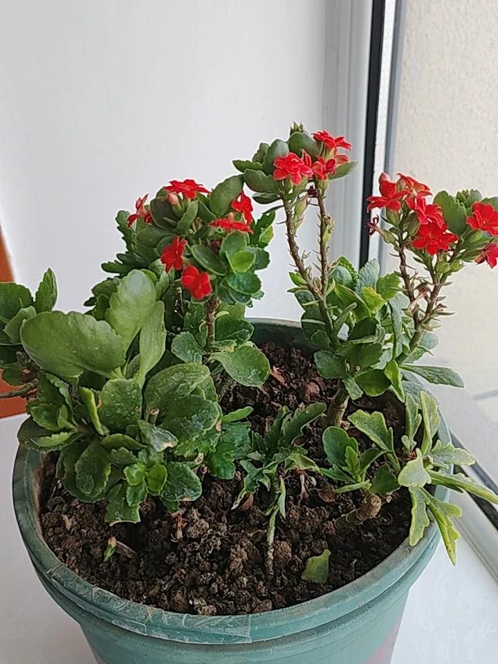 我这棵长寿花，年前很早就开花了，一直开到现在，还没有停开的感觉，但明确感到它累了