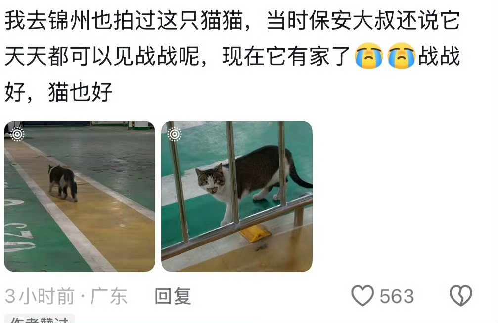 肖战在锦州时给流浪猫买了猫窝也太温柔了吧！肖战在锦州拍戏入住喜来登，在地库偶遇了