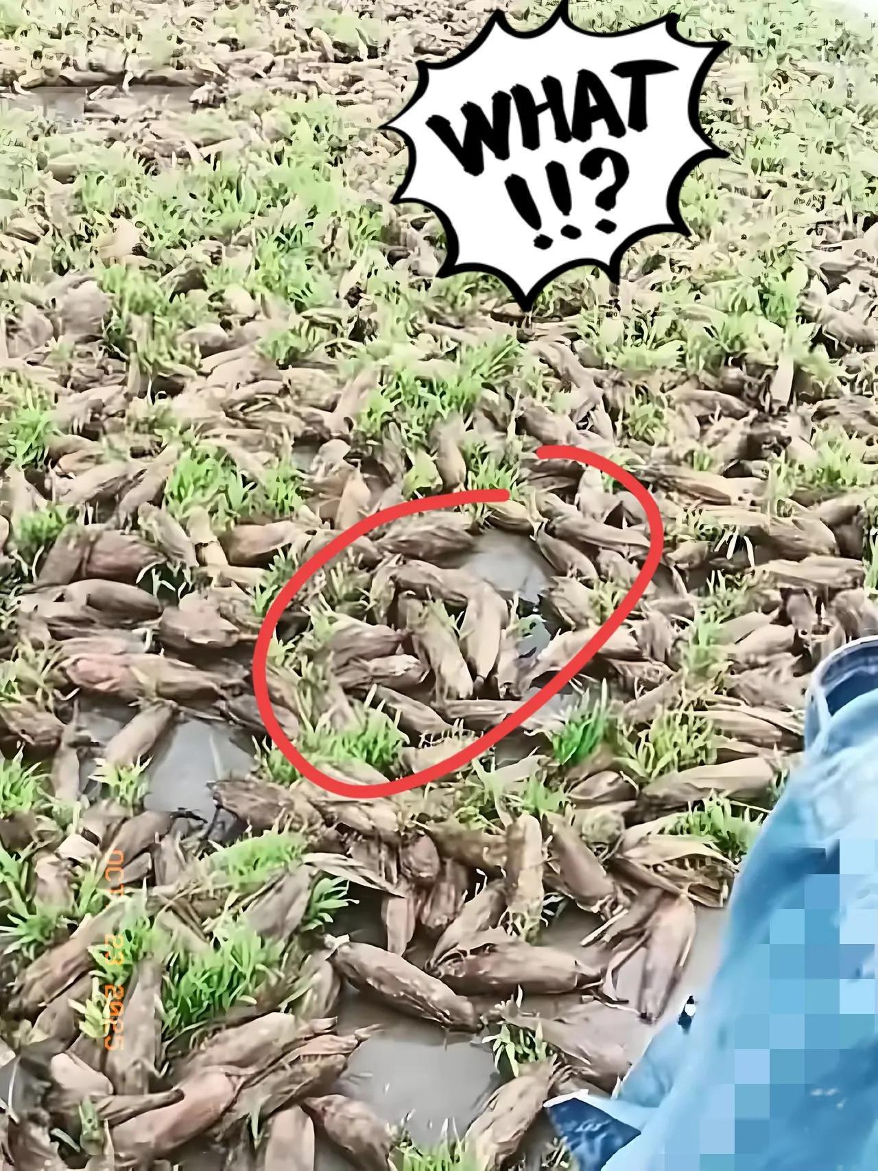 昨天去乡下帮亲戚忙，路过水田时直接看懵了——哪是什么插秧地啊，泥水里密密麻麻插着