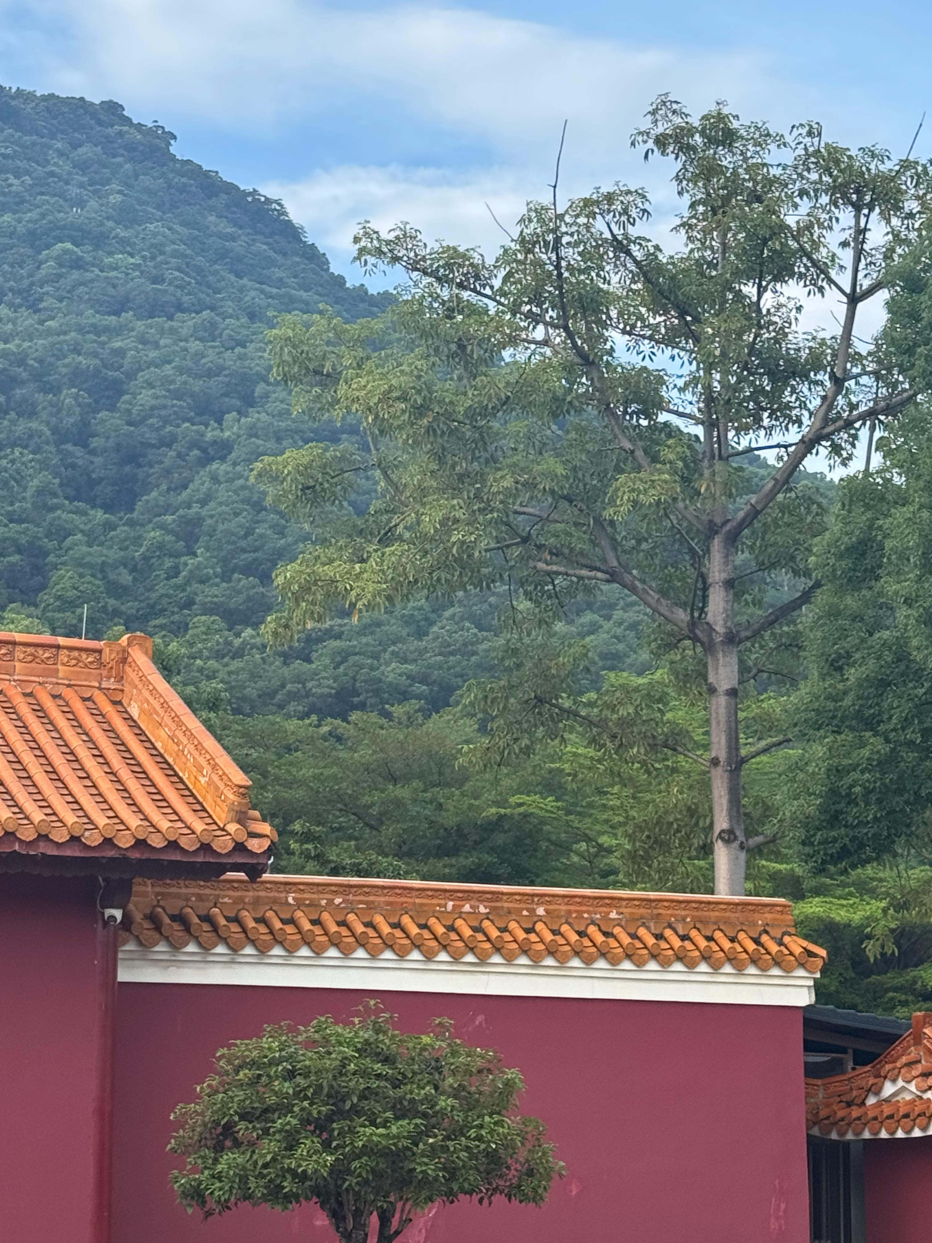 我P了一下跟大观音的合影，结果P图软件把大佛的脸P瘦了……[捂脸哭]​​​
