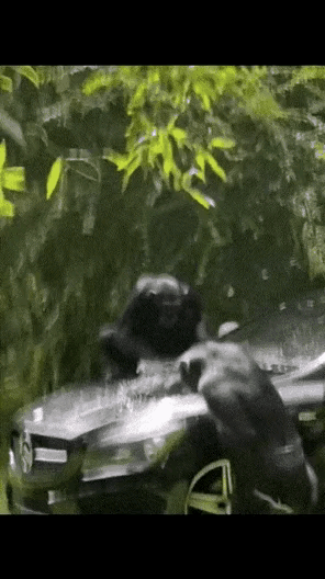 看到了吧，也就豪车才能用得起这样的洗车工