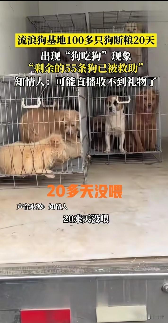 救助100多只狗，开播引流赚钱，把狗当成捞钱工具，没人刷礼物，赚不到钱。主播直接
