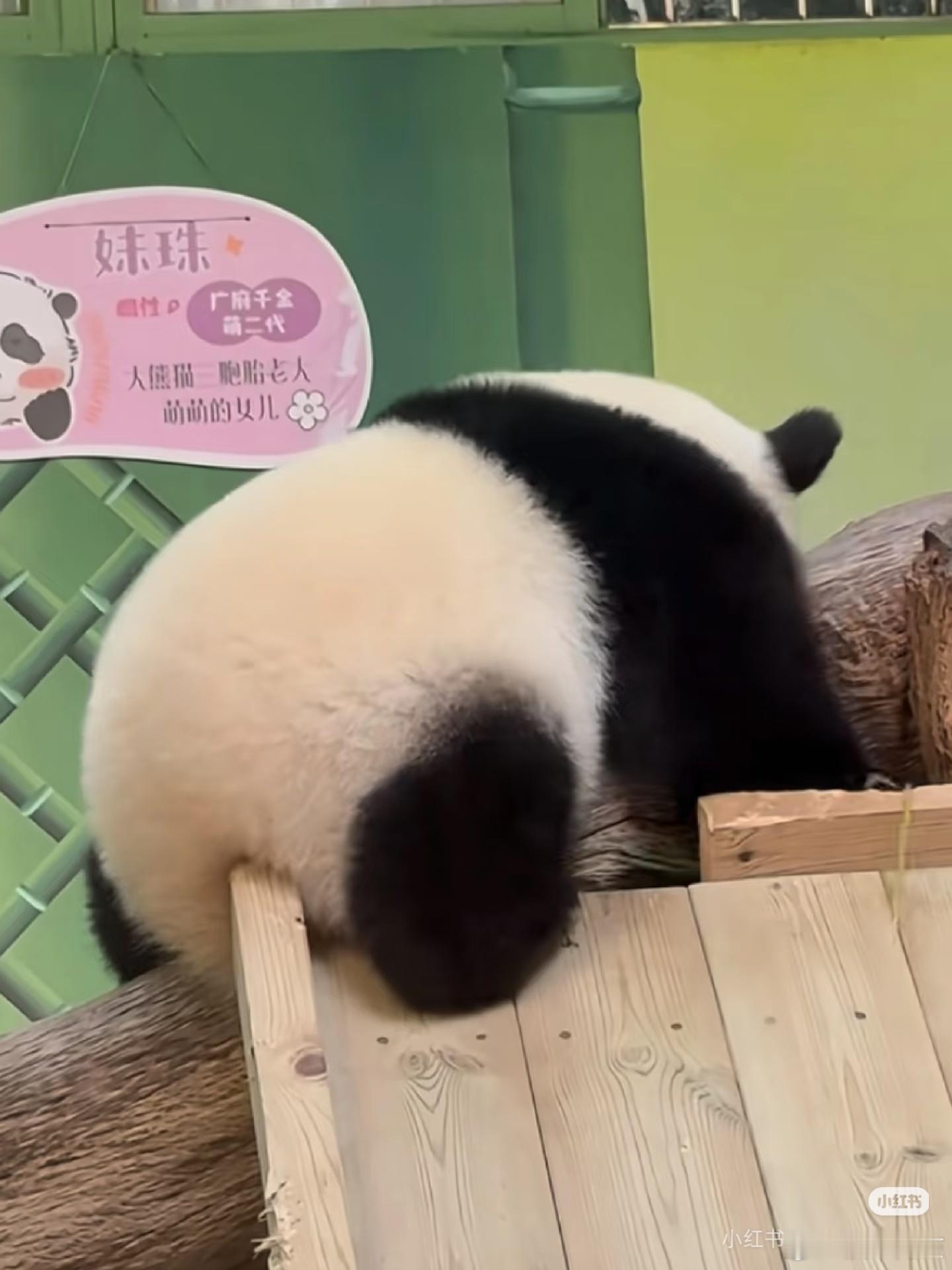 太可爱噜这个小腿腿大熊猫妹猪​​​