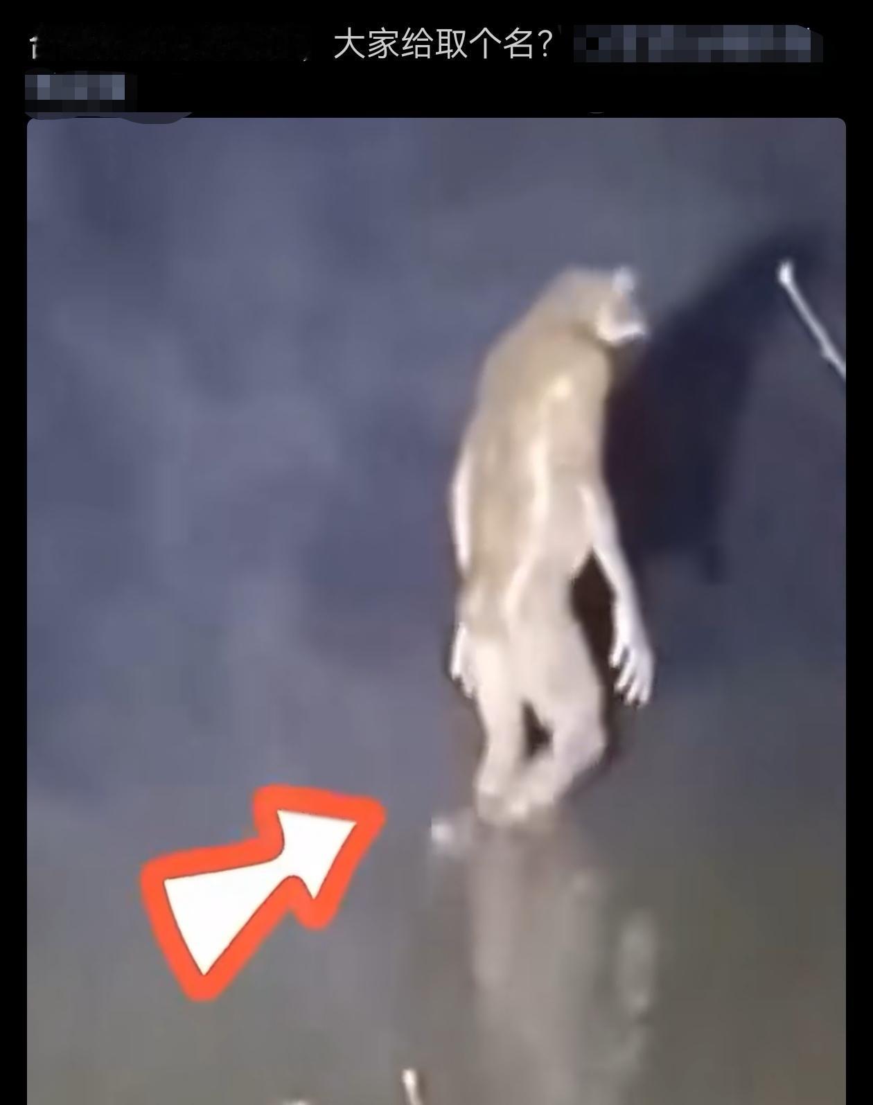 台湾省发现了一个新物种？是不是癞青得？