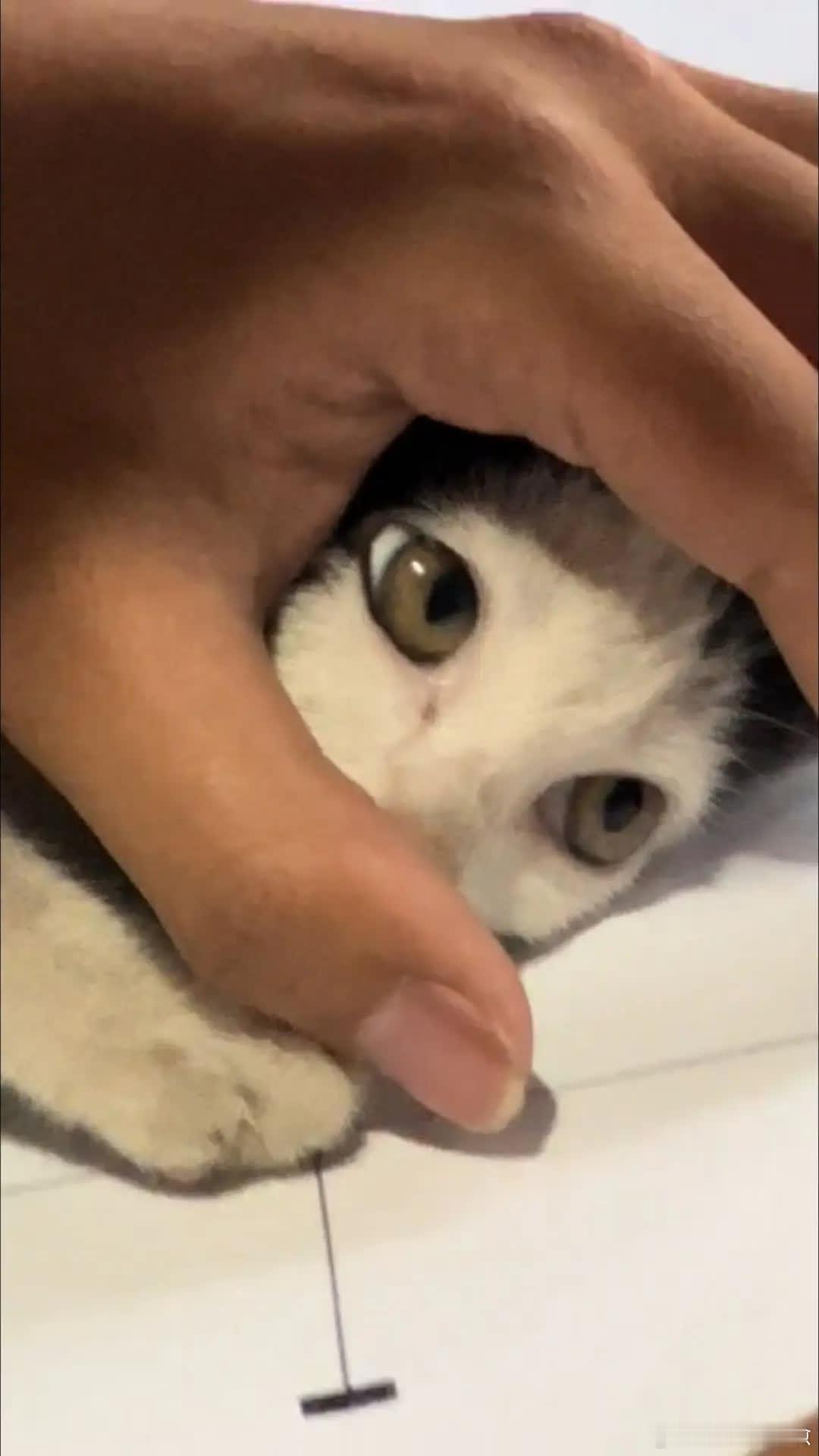 它像是在密谋着什么，哈哈😊萌宠宠物