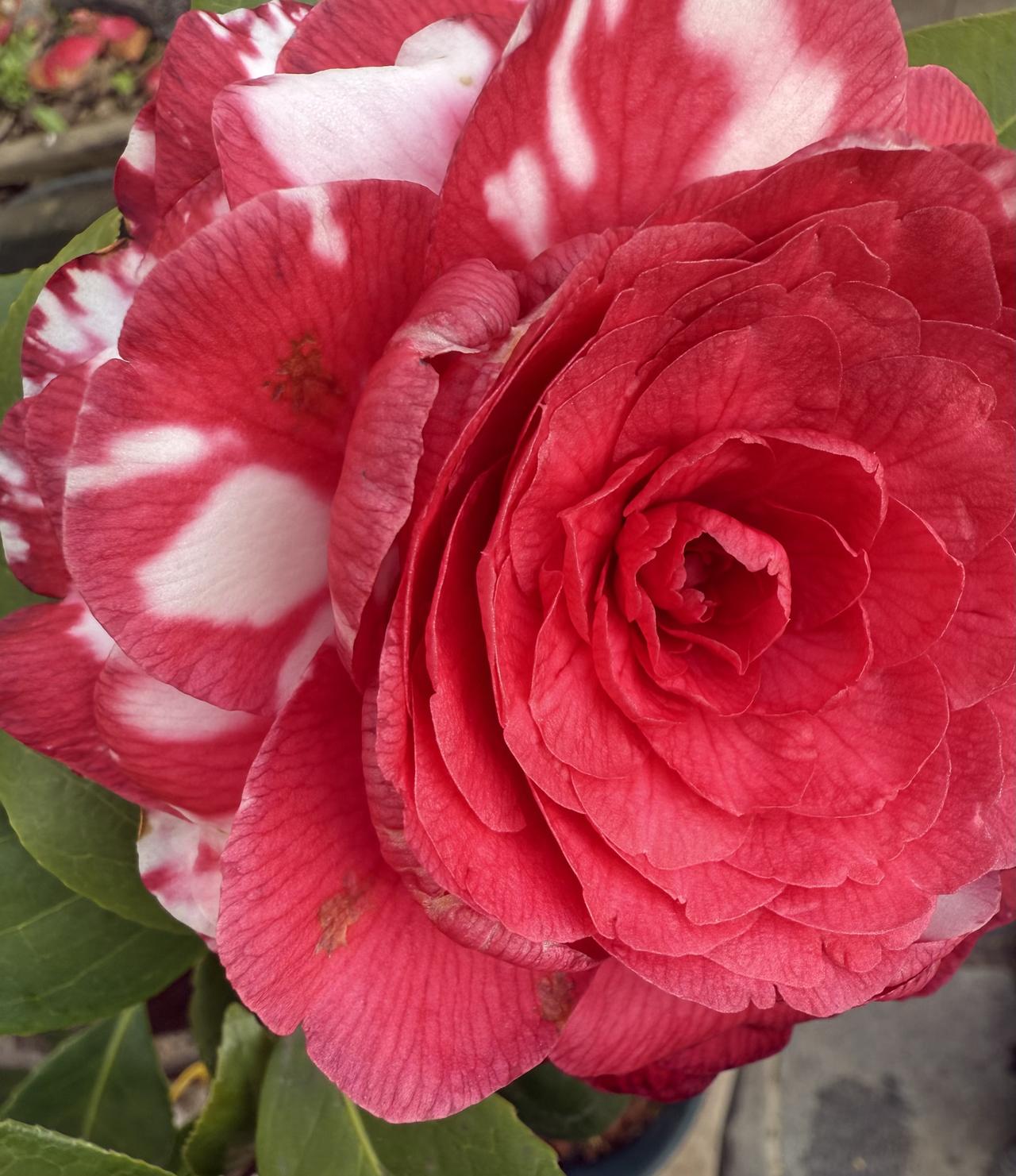 《与花共闲》闲坐在阳台上，沏一杯绿茶。午后的阳光慷慨地移过叶片，新芽便一点一点