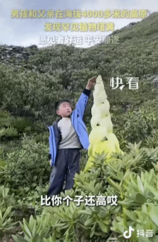 “这一趟没白来！”西藏，一家三口徒步到4000多米高原，没想到，男子远远的看到一