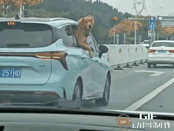 谁能想到，一只大金毛居然靠“高情商”化解了一场罚单危机！车子行