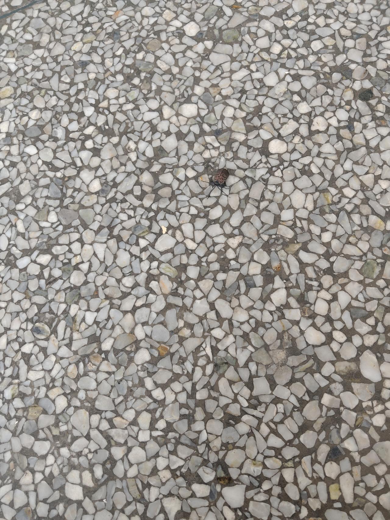 这种虫子，在你们那，方言叫什么？我这里好像叫“花媳妇”。小时候常见，枣树上不少