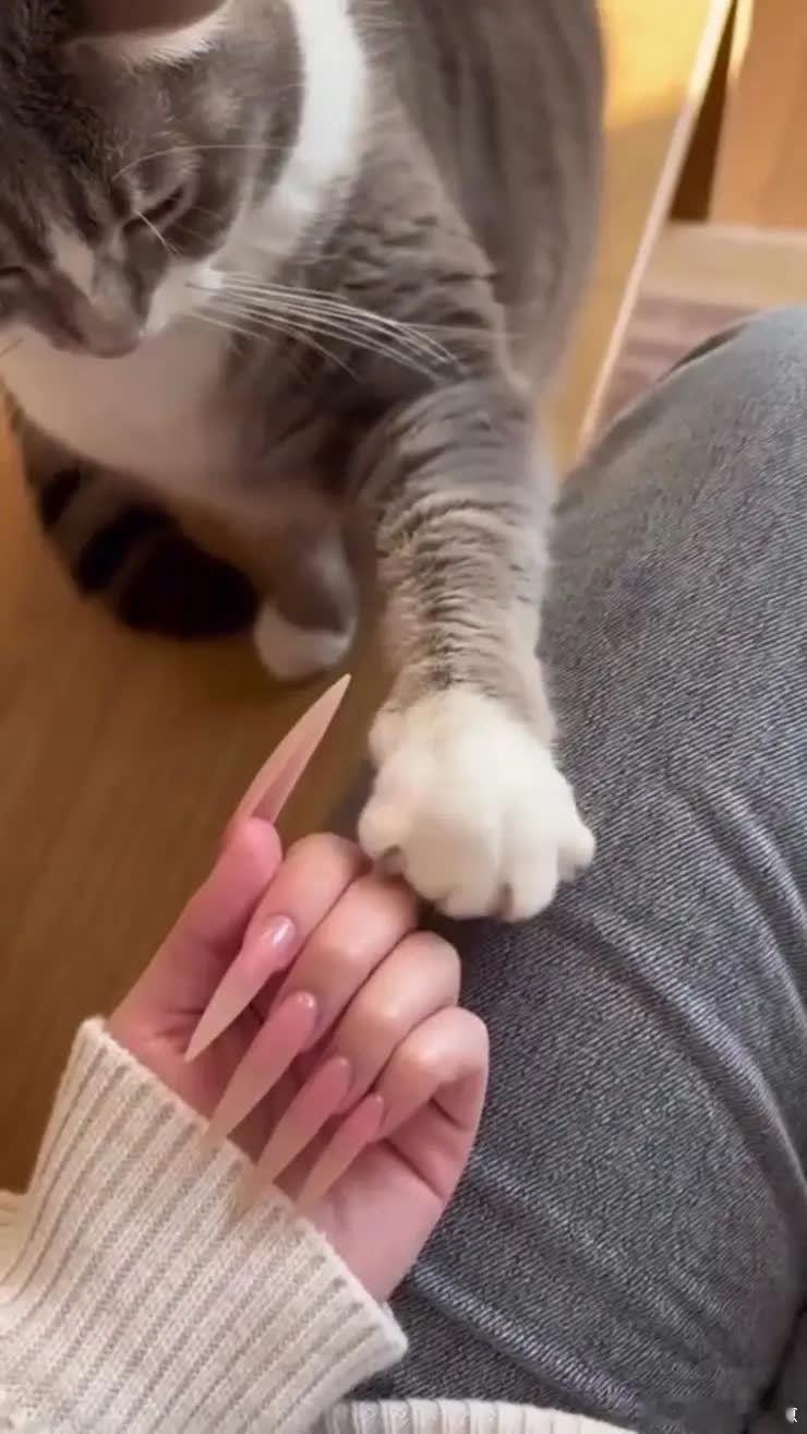  猫：这样收起来才不会伤到别人哦😊萌宠宠物