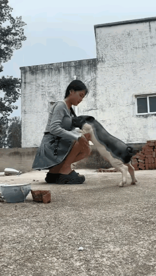 谁懂啊！我家猪成精了🐷回老家才三天，我家这只小香猪就黏上我了，走哪跟哪，