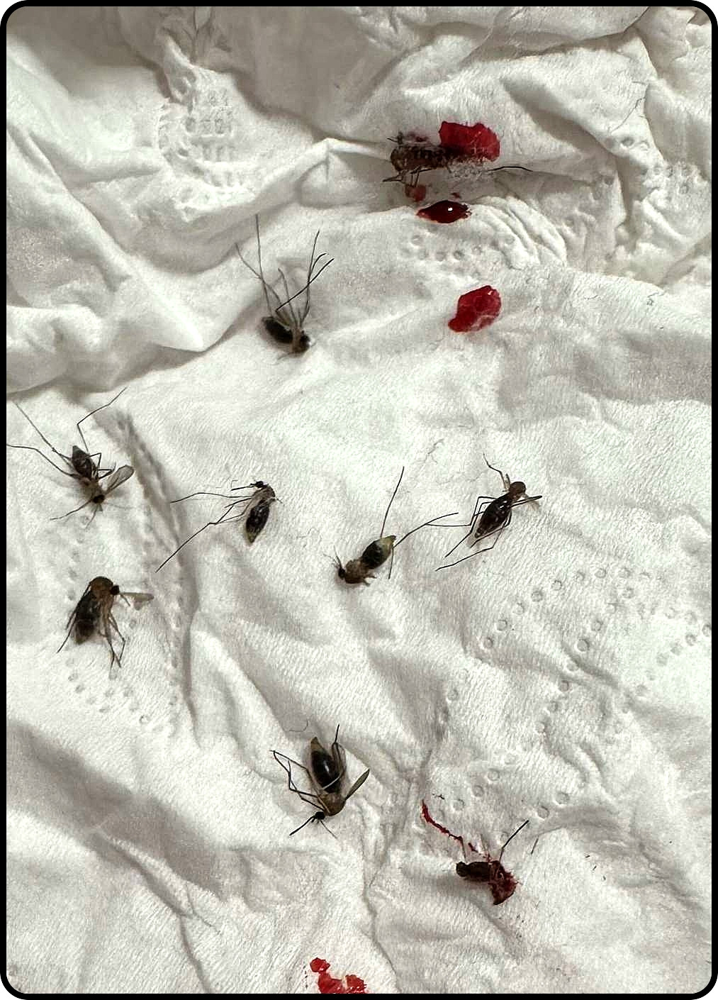 袜子脏了不想洗，死蚊子就来欺负我