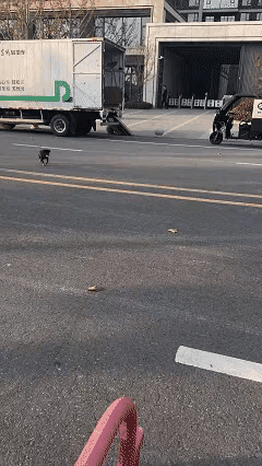 “万物皆有灵！”河南郑州，一位小姐姐天天给路边黑狗送饭，这天刚蹲下，狗却扭头就跑