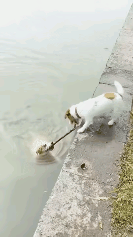 谁懂啊！真的被狗狗之间的情谊狠狠破防了😭两只小狗结伴去河边