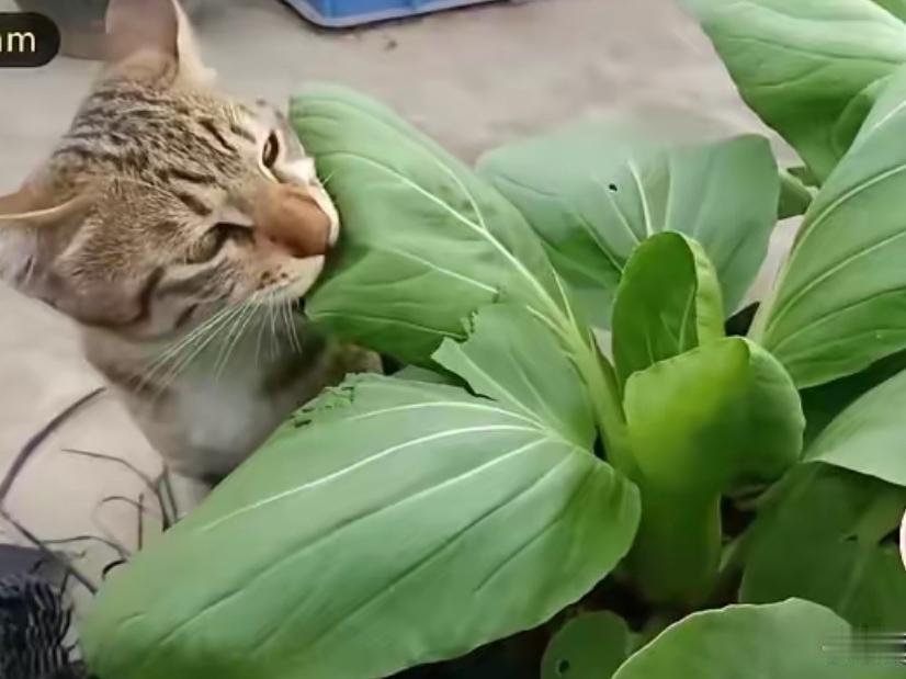 这只猫咪成精了，近日，江苏农村的一只猫咪竟然在主人做顿饭的时间里，独自偷偷的跑到