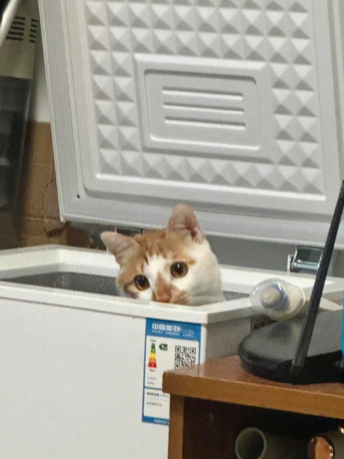 猫猫脆冰冰正在制作中​​​