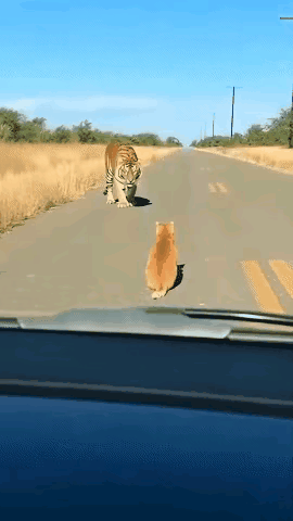 老人讲故事：猫是老虎的师父，今天刷到这视频我相信了。