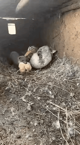 鸭妈妈眼睁睁的看着自己的孩子被黄鼠狼咬走，心如刀绞，却无能为力。一旁的猫咪看到