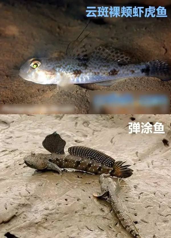 这种鱼叫"云斑裸颊虾虎鱼",它酷似跳跳鱼,但却含有剧毒: 一,1964年