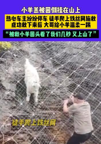 “万物皆有灵！”10月8日，北京，一男子在公路上行驶时发现有只小羊羔被铁丝网困住
