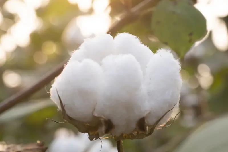 “100%纯棉”这说法可太有迷惑性了。最近“100%纯棉不等于纯棉花”上热搜，让