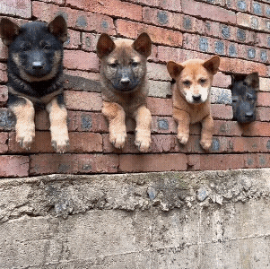 还是中华田园犬看着舒服最可爱![点赞]