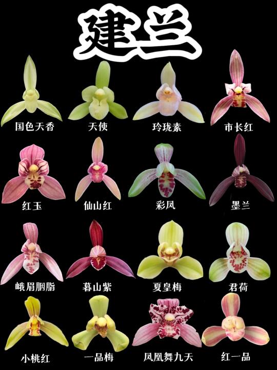 【建兰】花期长，花色艳，花姿美
