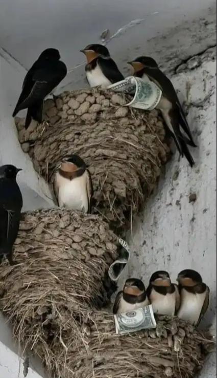 富贵人家从不筑燕子窝，老祖宗早讲清其中玄机：若家中出现燕子，实则是在提醒你这2件